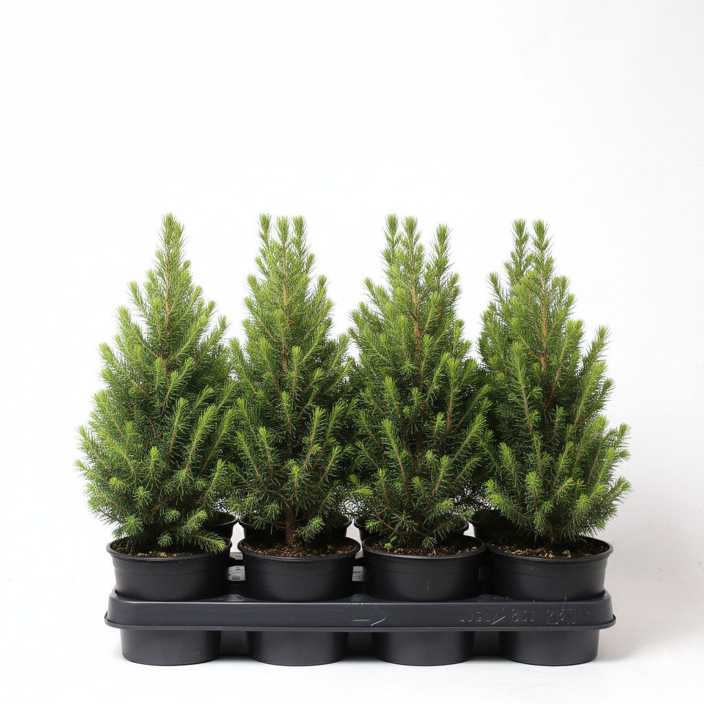 Pflanzen für Dich Konifere Picea glauca 'Conica' 1L 15- 20, 1 St., kegelform, immergrün