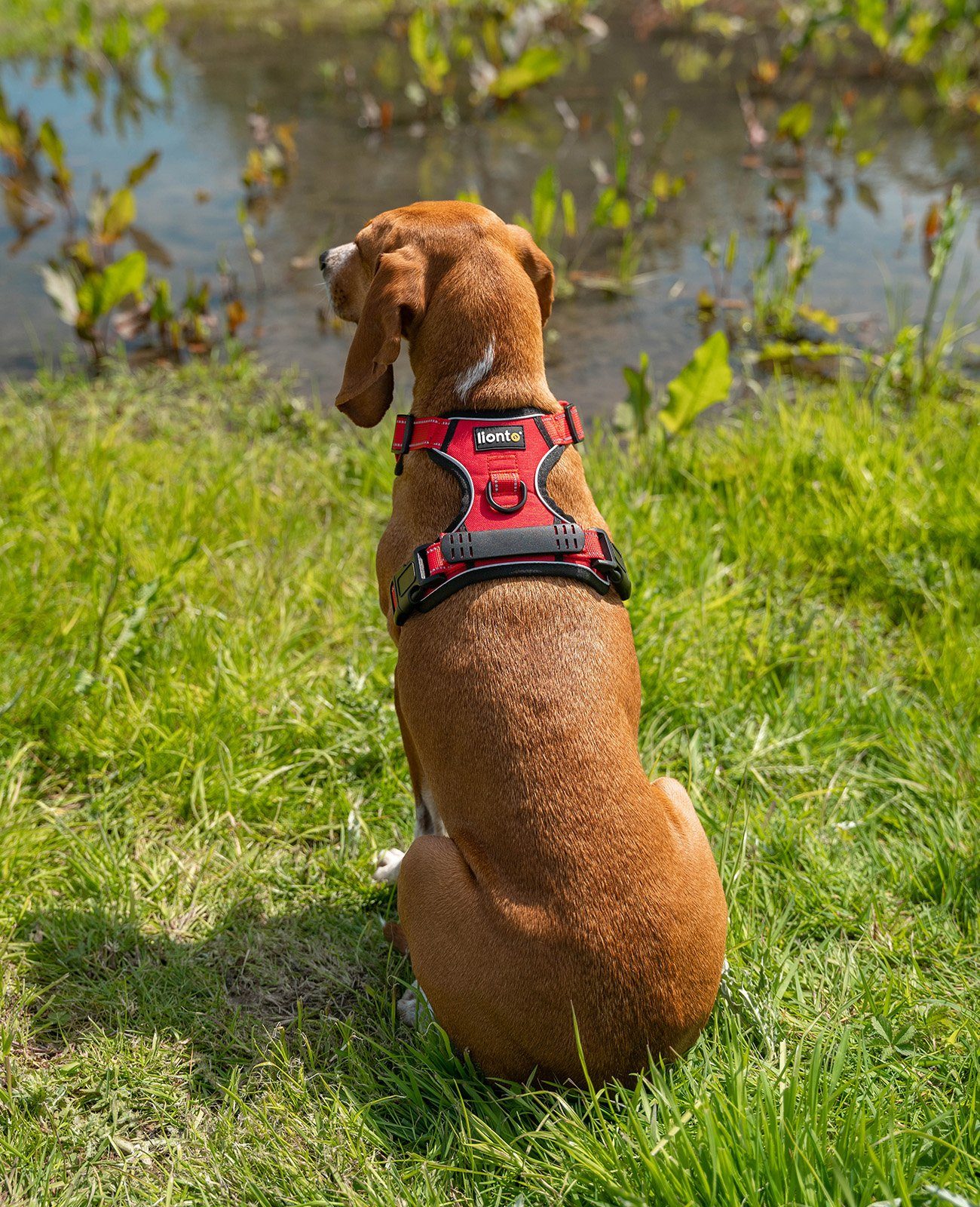lionto Hunde-Geschirr Anti-Zug, reflektierend & gepolstert, robustes Oxford-Gewebe, verstellbares Y-Geschirr mit Brustring