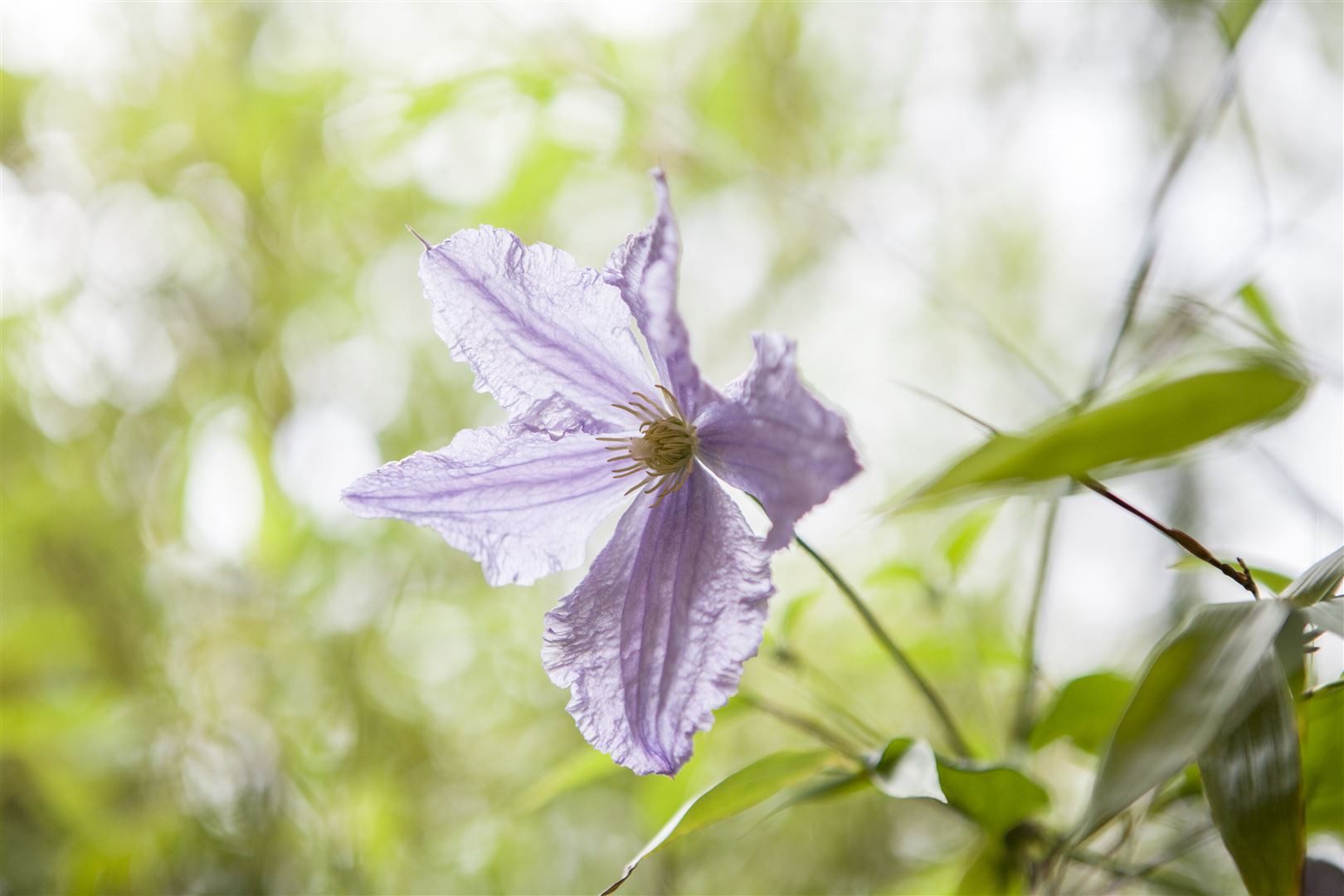 Pflanzen für Dich Kletterpflanze Clematis Hybride Blekitny Aniol, 1 St., Waldrebe, Clematis, blauviolett, langblühend