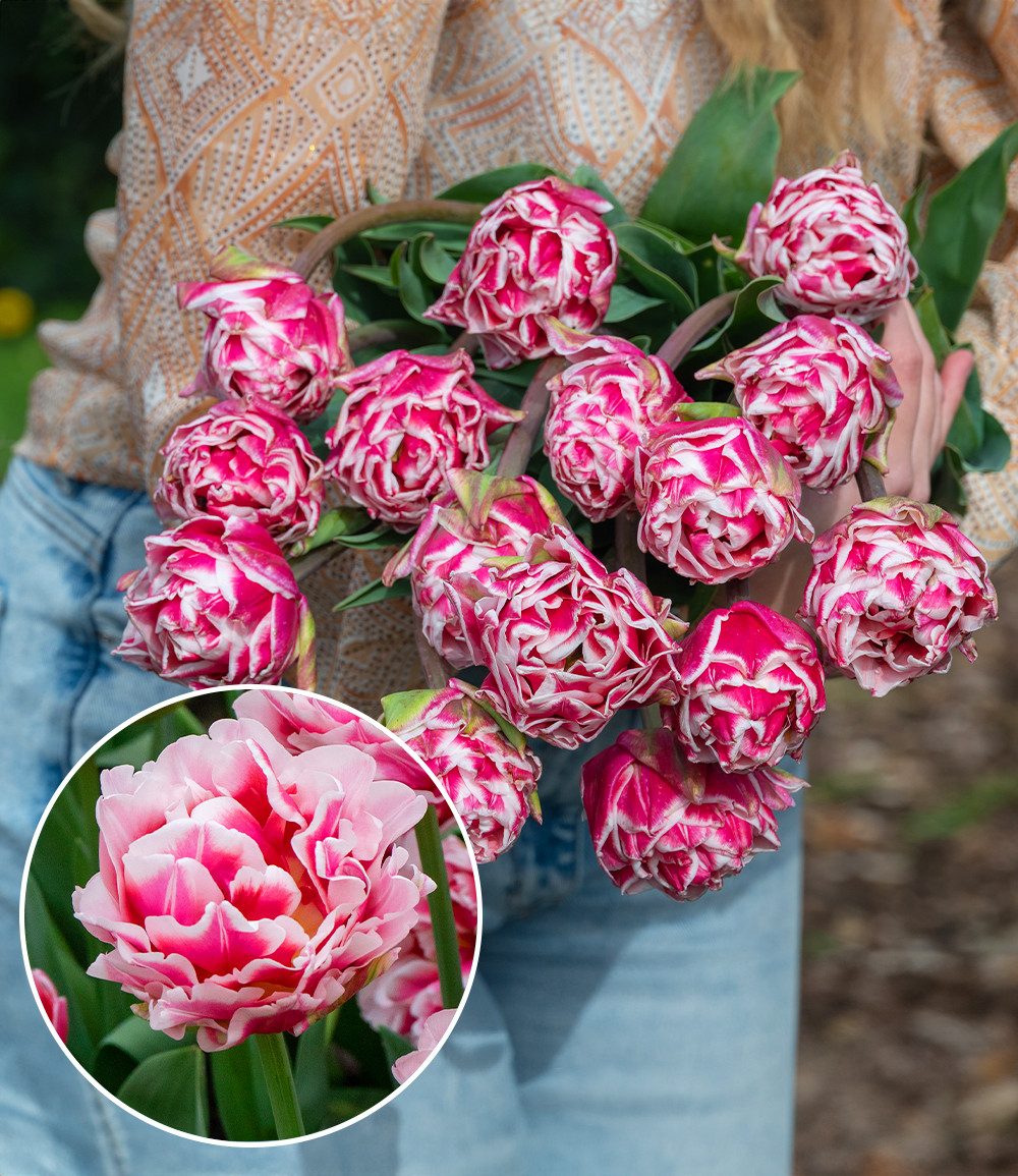 BALDUR Garten Blumenzwiebeln Pfingstrosen-Tulpe 'Let's Dance', Päonientulpe, winterhart, kräftige Stiele, schnittgeeignet