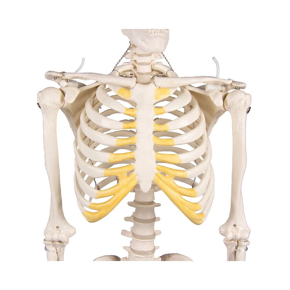 Erler Zimmer Magnettafel Skelettmodell Miniatur-Skelett Tom, Menschliches Skelett in halber Lebensgröße