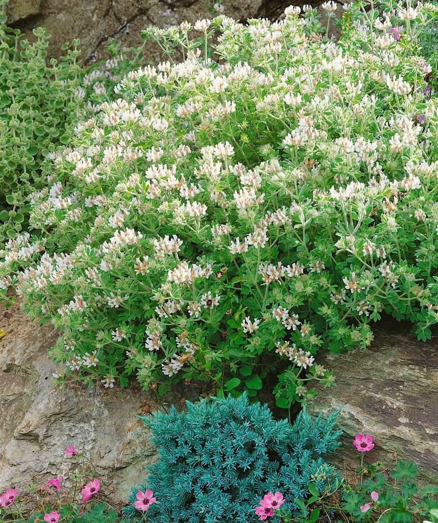 Pflanzen für Dich Staude Dorycnium hirsutum, 1 St., Behaarter Backenklee, Behaarter Lotus, Wolliger Backenklee