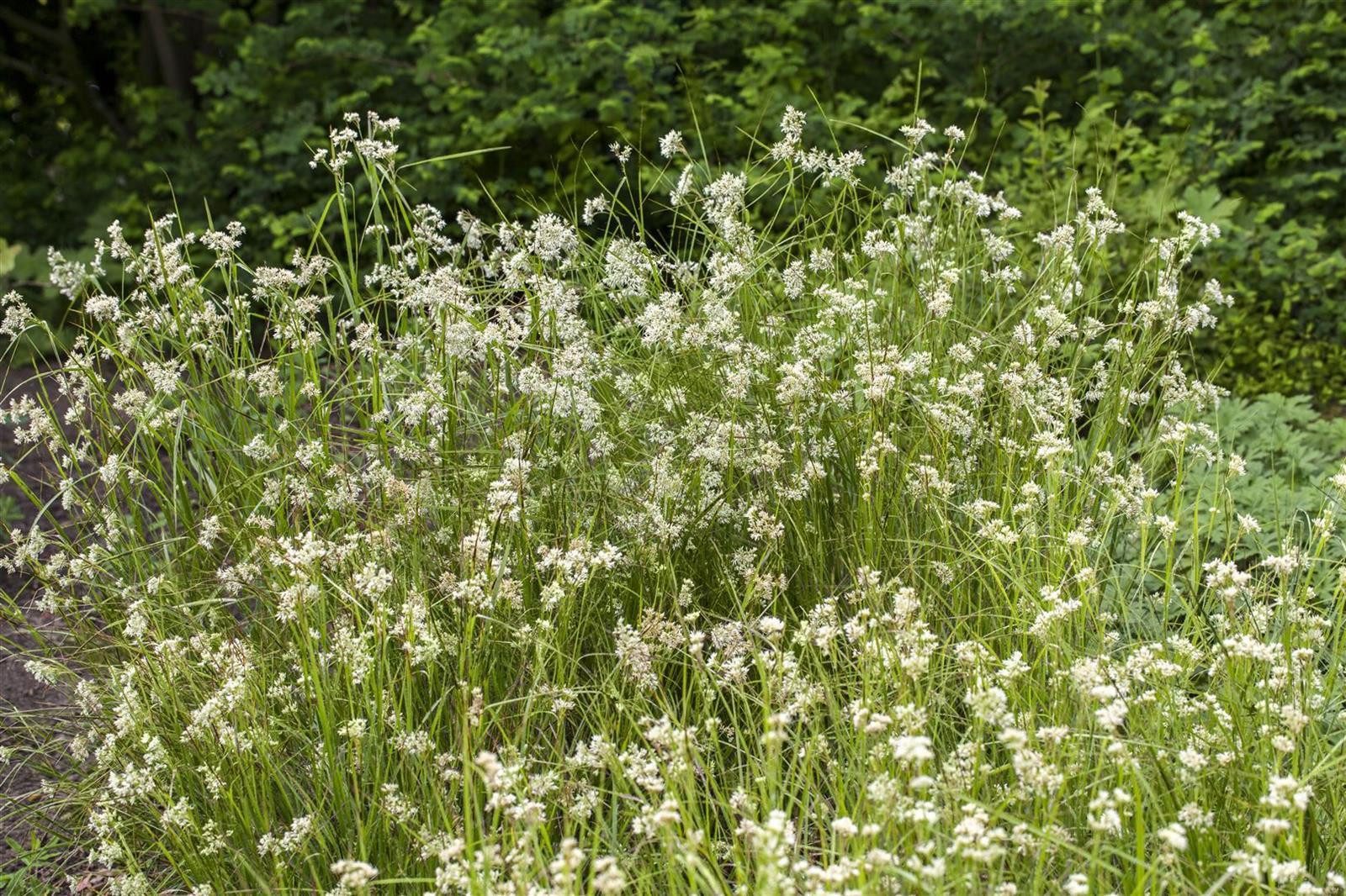 Pflanzen für Dich Трави Luzula nivea, 1 St., Schnee-Marbel, Schnee-Hainsimse, weiße Blüten, schattenverträglich