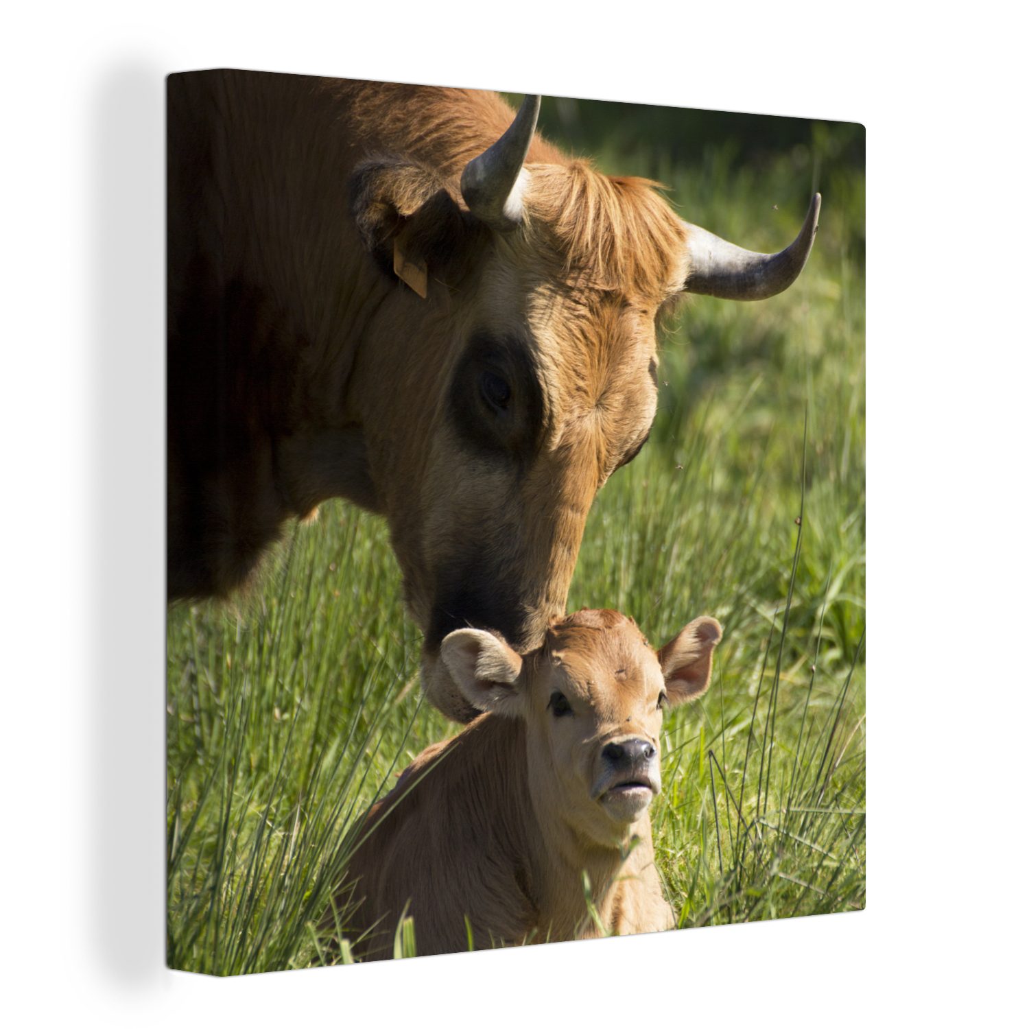 OneMillionCanvasses® Leinwandbild Kuh - Gras - Horn - Kalb, (1 St), Leinwand Bilder für Wohnzimmer Schlafzimmer