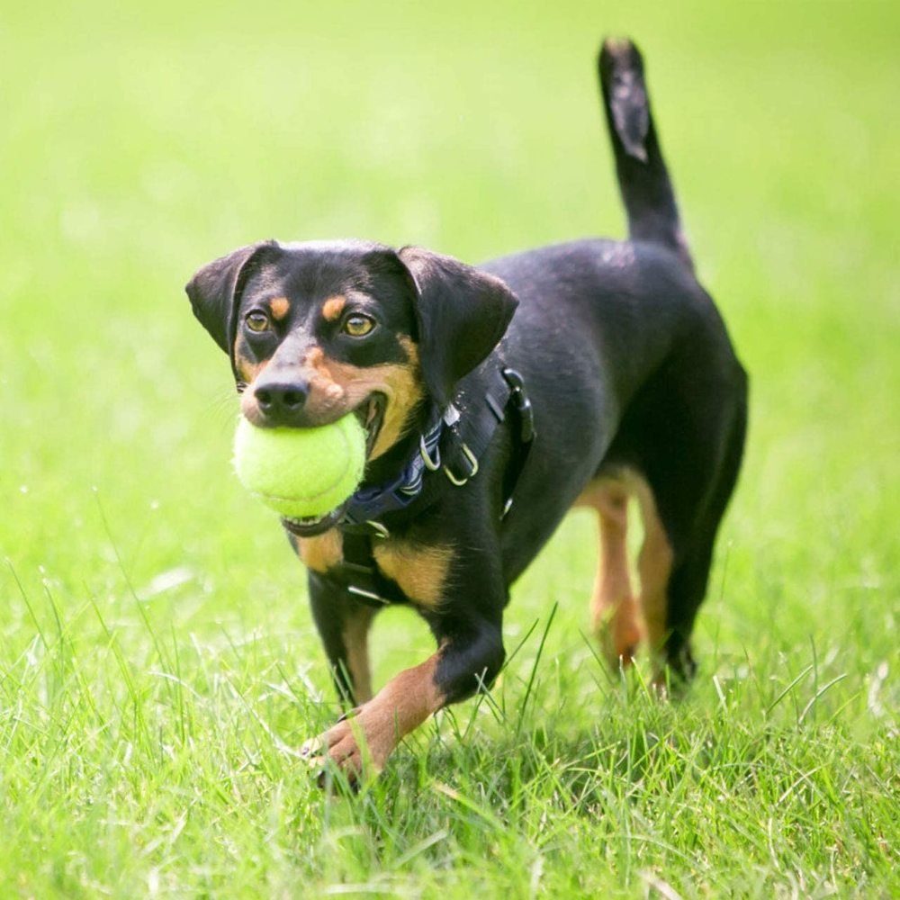 Jormftte Tennisball Übungsbälle Hundespielzeug gelb2 Bälle