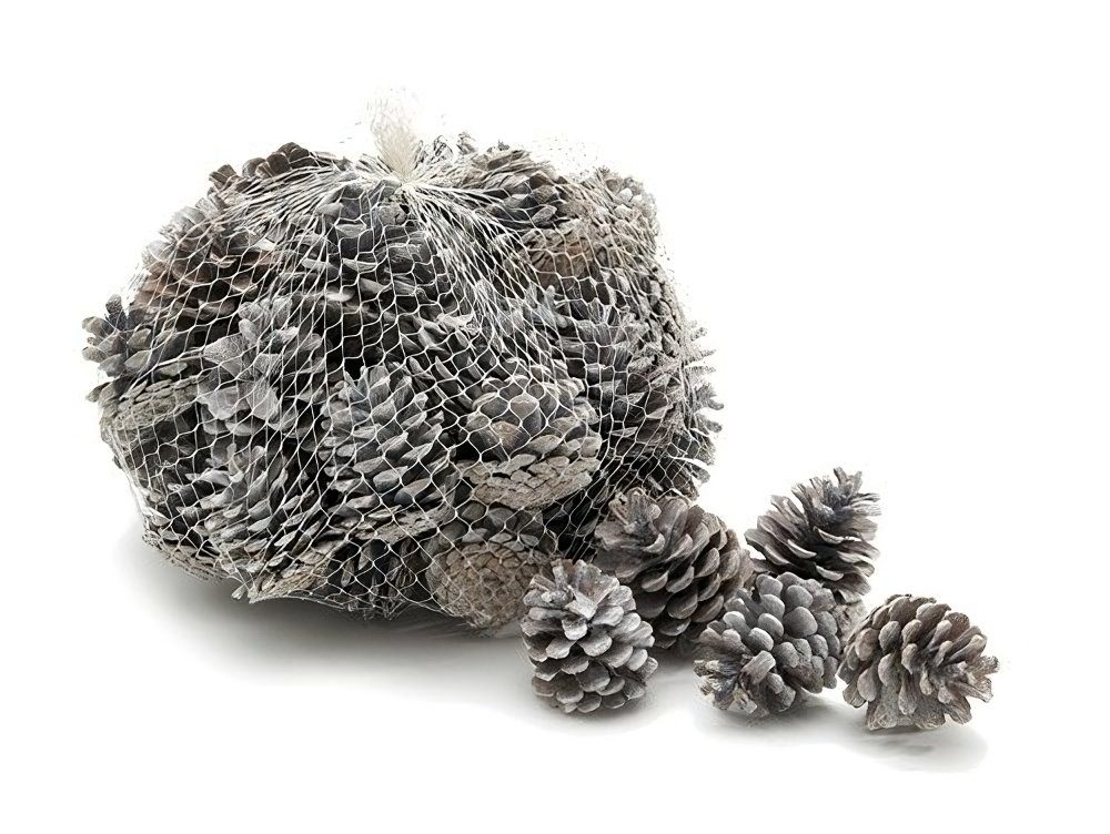 NaDeco Bastelnaturmaterial Schwarzkiefer-Zapfen