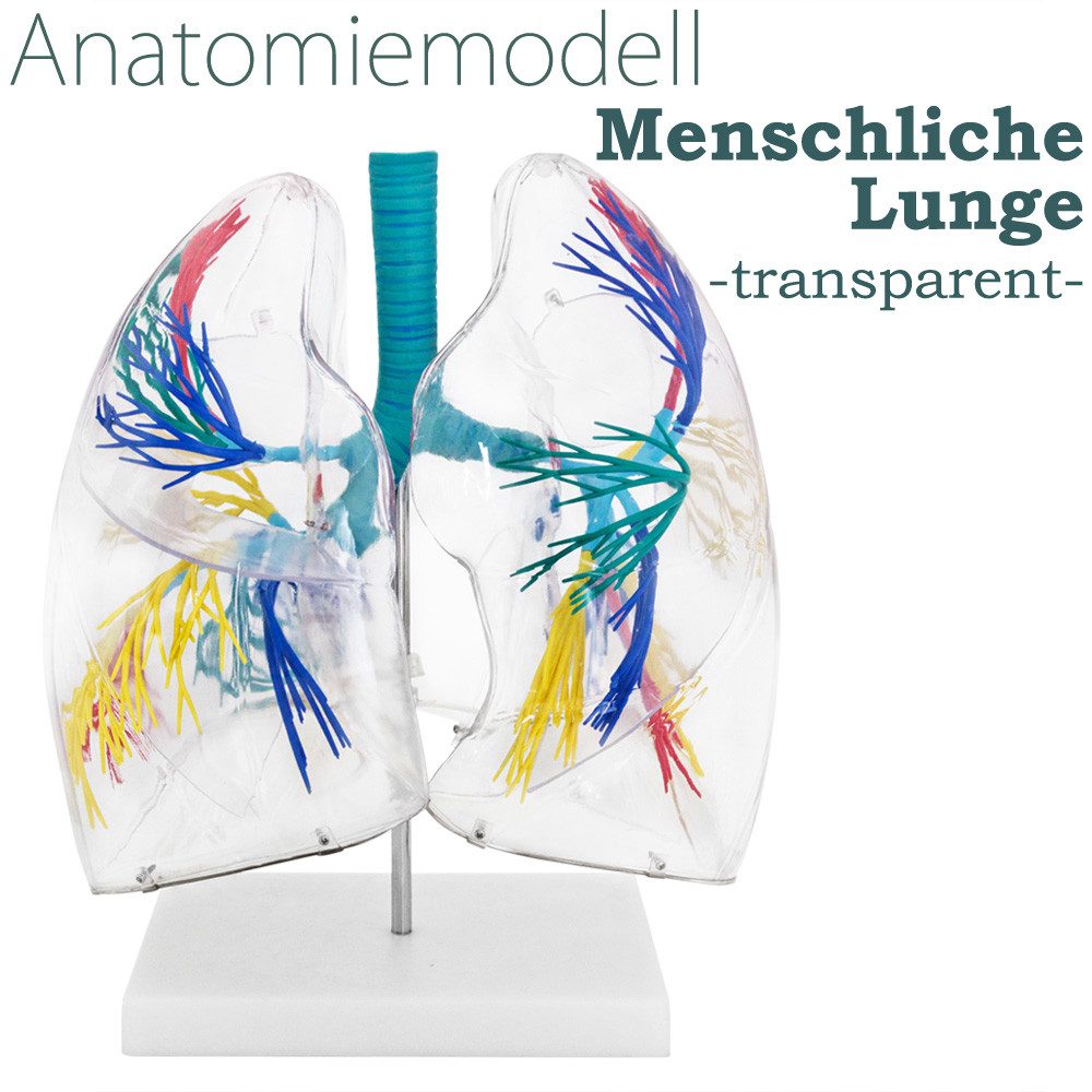MedMod Dekoobjekt Anatomie Modell transparent Lunge Mensch Lungenmodell Anatomiemodell