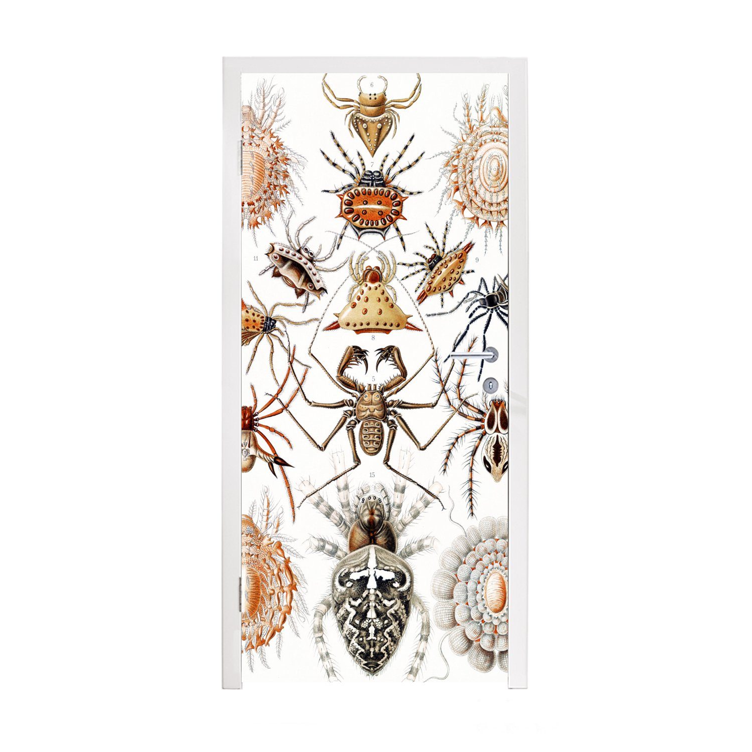 MuchoWow Türtapete Retro - Spinne - Ernst Haeckel - Spinnen, Matt, bedruckt, (1 St), Fototapete für Tür, Türaufkleber, 75x205 cm