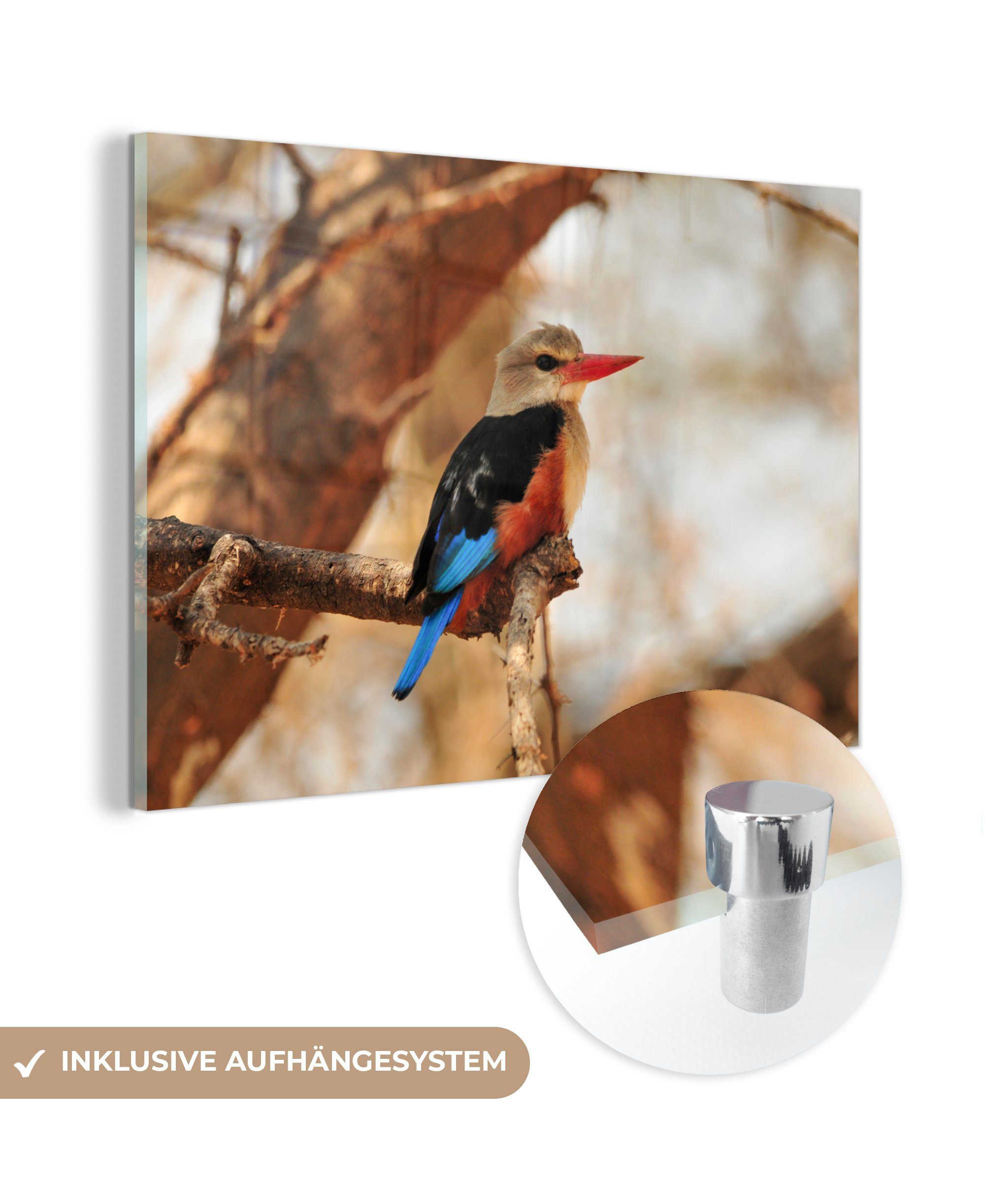 MuchoWow Acrylglasbild Graukopf-Eisvogel im Schatten eines Baumes, (1 St), Acrylglasbilder Wohnzimmer & Schlafzimmer