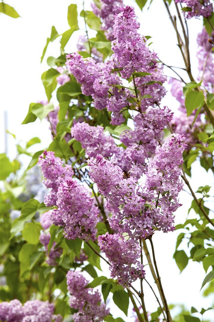 Pflanzen für Dich Gehölze Syringa chinensis, 1 St., Chinesischer Flieder, Chinaflieder
