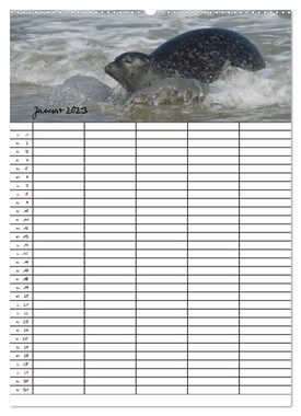 CALVENDO Wandkalender Robben Familienplaner (Premium, hochwertiger DIN A2 Wandkalender 2023, Kunstdruck in Hochglanz)