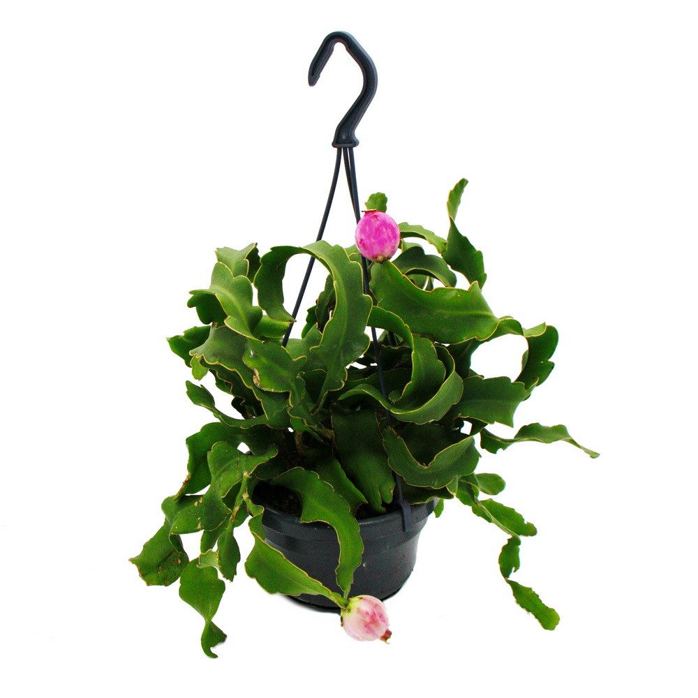 Exotenherz Kaktus Epiphyllum guatemalense var. monstrose Blattkaktus 14cm A günstig online kaufen