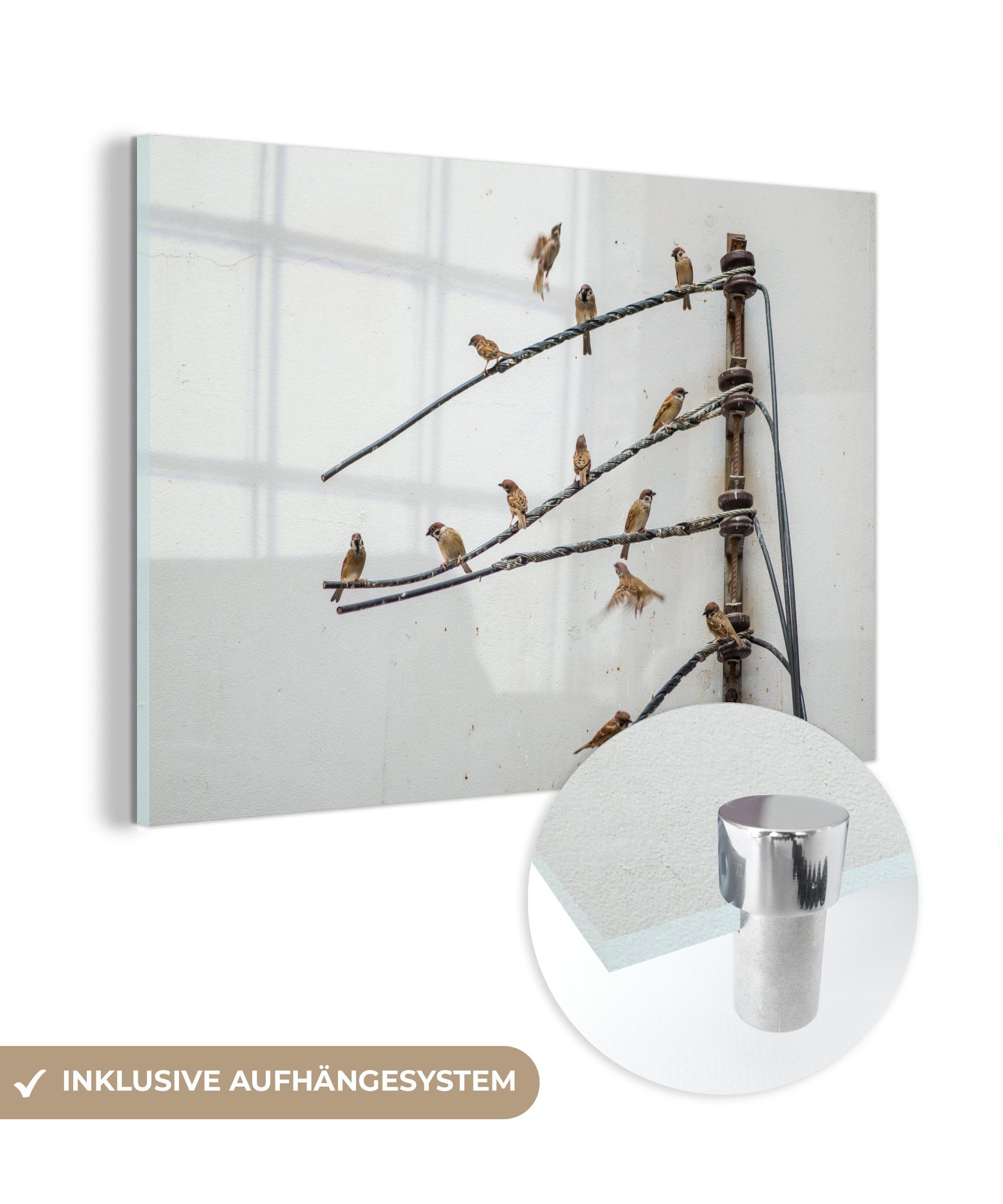 MuchoWow Acrylglasbild Schwarm von Ringeltauben auf elektrischen Drähten, (1 St), Acrylglasbilder Wohnzimmer & Schlafzimmer