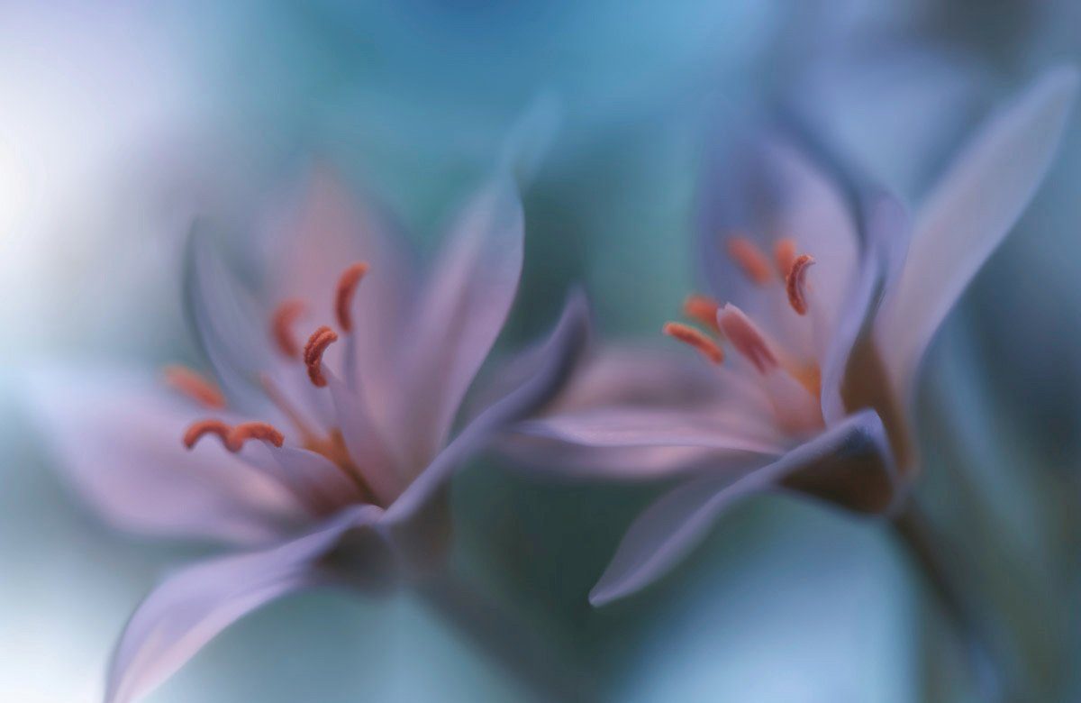 Blume Makro Fototapete mit Wassertropfen Zen Papermoon