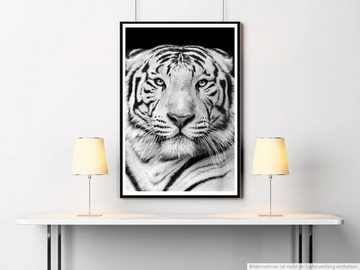 Sinus Art Poster Tierfotografie 60x90cm Poster Porträt eines weißen bengalischen Tigers schwarz weiß