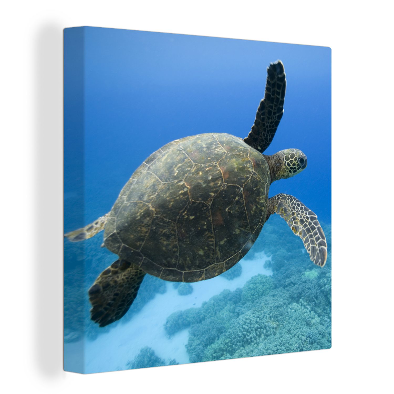 OneMillionCanvasses® Leinwandbild Grüne schwimmende Schildkröte Fotodruck, (1 St), Leinwand Bilder für Wohnzimmer Schlafzimmer