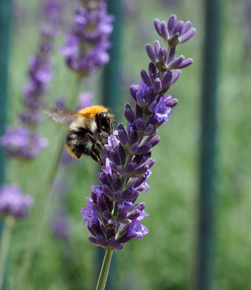 BALDUR Garten Staude Lavendel 'Phenomenal®', 3 St., Duftlavendel, robust, winterhart, mehrjährig, pflegeleicht