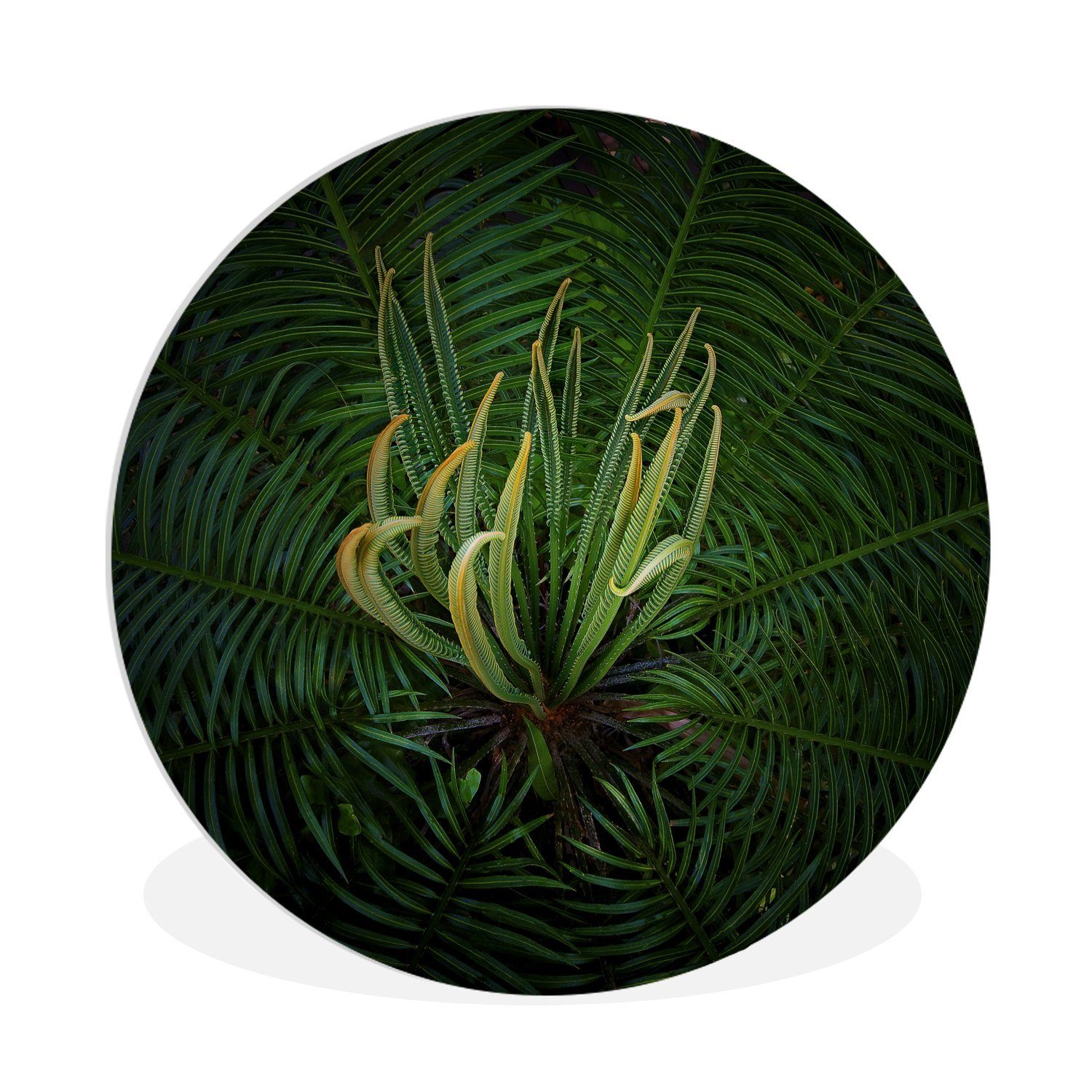 blühende Gemälde Forex, 30x30 Kreis Wohnzimmer, MuchoWow cm Hintergrund, Cycad-Pflanze Rundes Eine Wandbild, (1 Wanddekoration auf St), schwarzem