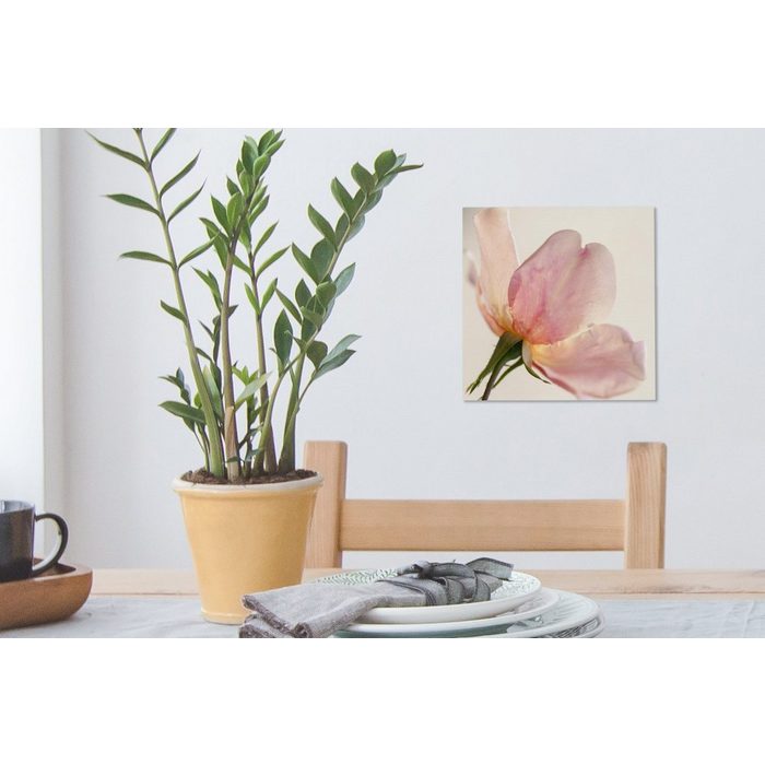 OneMillionCanvasses® Leinwandbild Eine noch junge und empfindliche rosa Rose mit weißem Hintergrund (1 St) Leinwand Bilder für Wohnzimmer Schlafzimmer SY12421