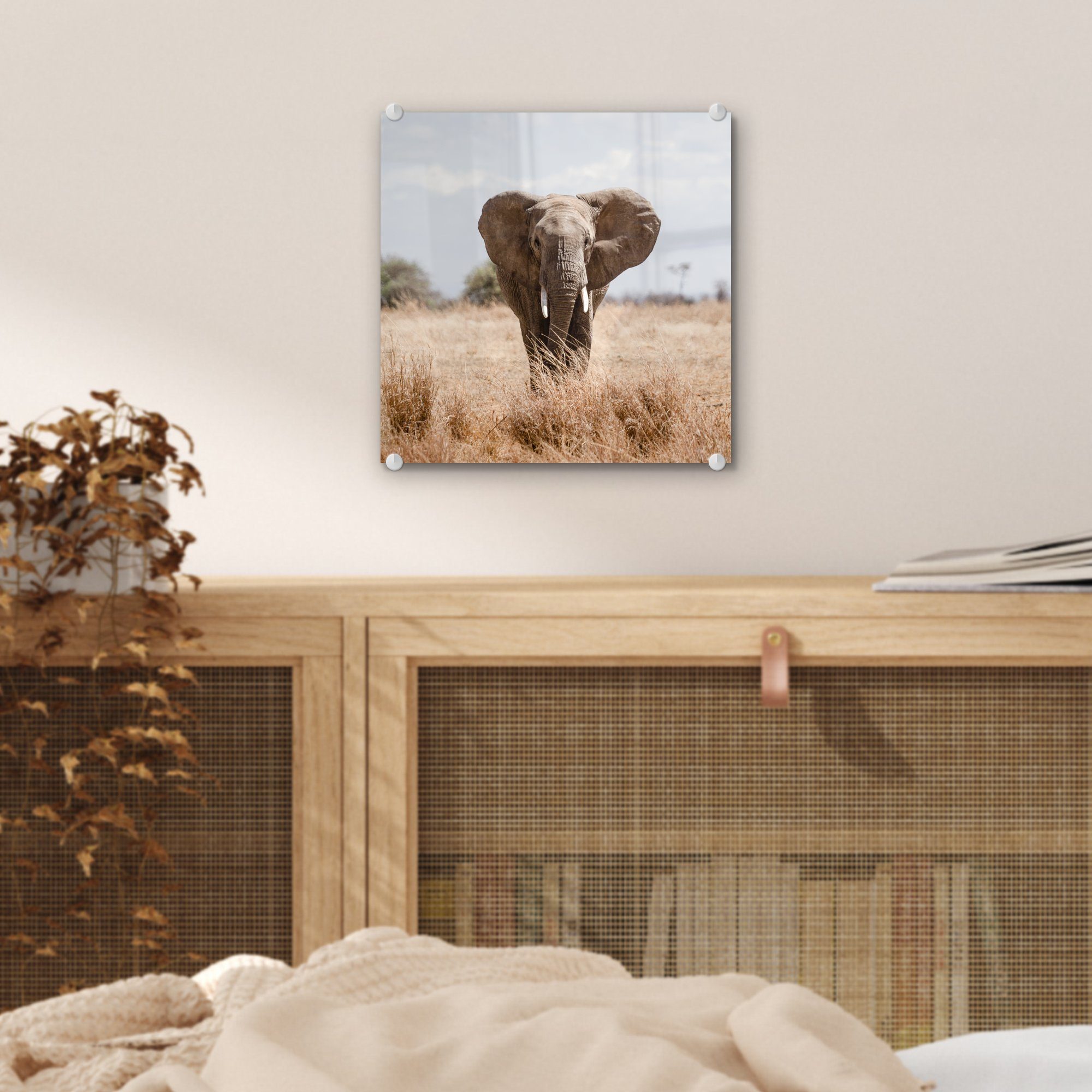 Wandbild St), - Bilder Glasbilder - Porträt, - Tiere Glas Elefant - Natur auf (1 Acrylglasbild - Foto Wanddekoration Glas - MuchoWow auf