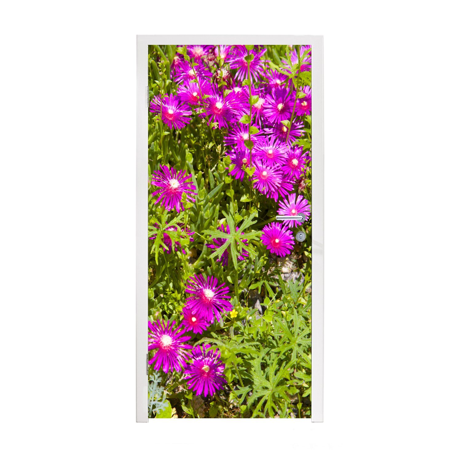 Türtapete 75x205 Asterblüten Türaufkleber, (1 Matt, Fototapete Tür, für Blättern, zwischen grünen bedruckt, cm St), MuchoWow