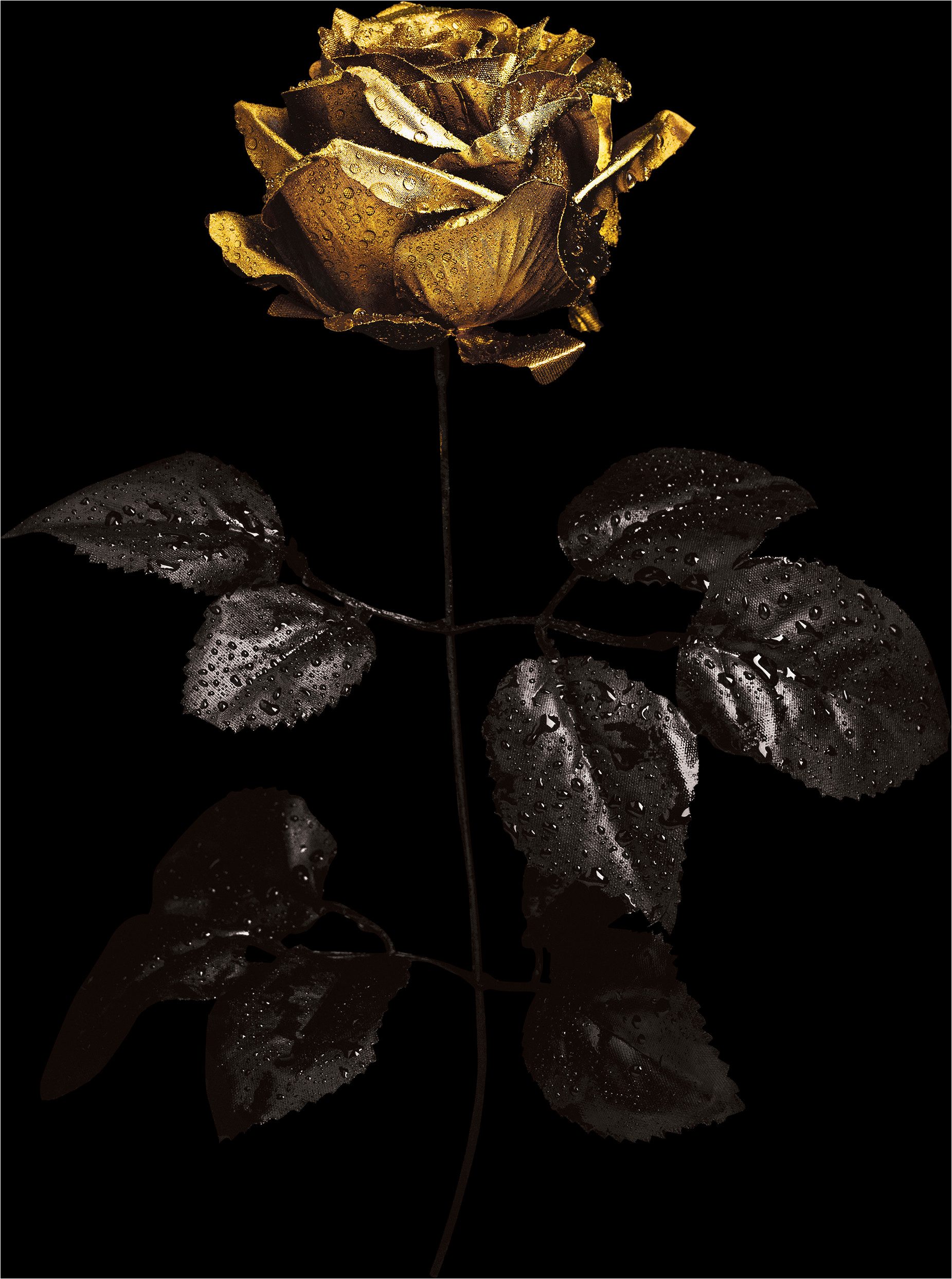 queence Acrylglasbild Wandbild, Goldbild, Bild Rose mit Blattgold veredelt, Abstrakte, Fantasy, Kunst, Handveredelt mit Blattgold für eine edle und zeitlose Optik.