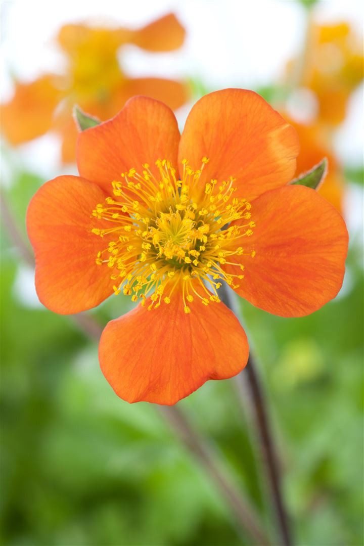 Pflanzen für Dich Staude Geum cocc. Borisii, 1 St., Nelkenwurz, Rote Nelkenwurz