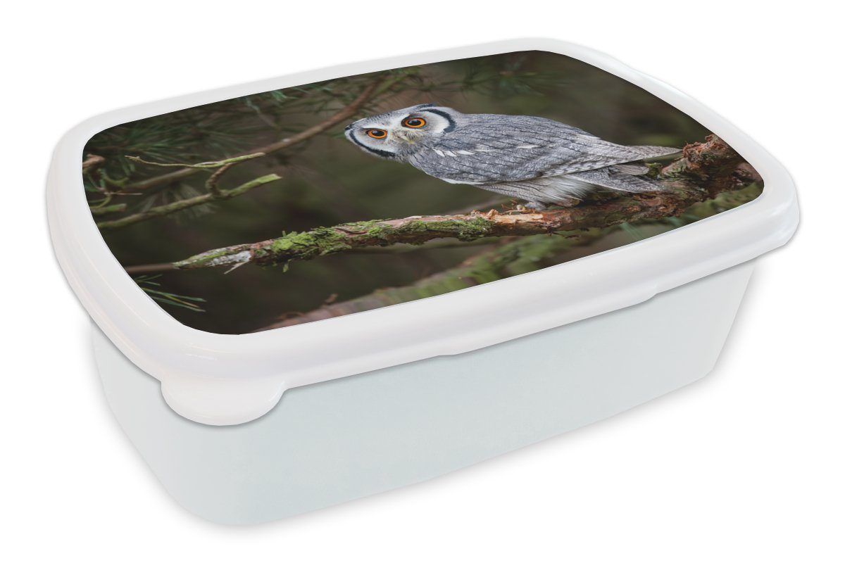 weiß und (2-tlg), Kunststoff, Natur, für Jungs Eule Brotdose, Vogel Lunchbox - - Brotbox - MuchoWow Kinder Erwachsene, für Äste Mädchen und