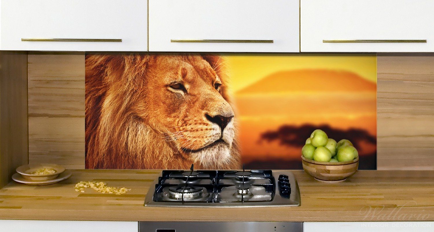 Prächtiger (1-tlg) Löwe Wallario in Savanne, der Küchenrückwand