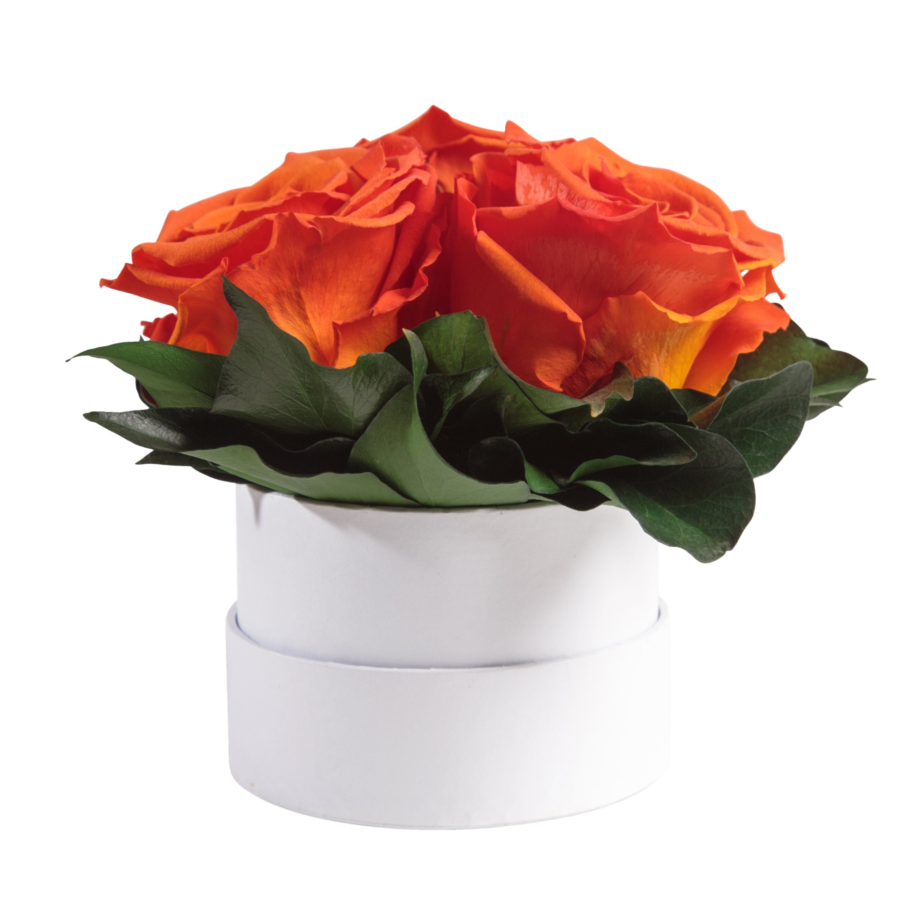 Geschenk Sie 10 Kunstblume Rose, Rosen rund ROSEMARIE cm, echte SCHULZ Orange konserviert Rosen Rosenbox Infinity 3 für Heidelberg, Höhe weiß