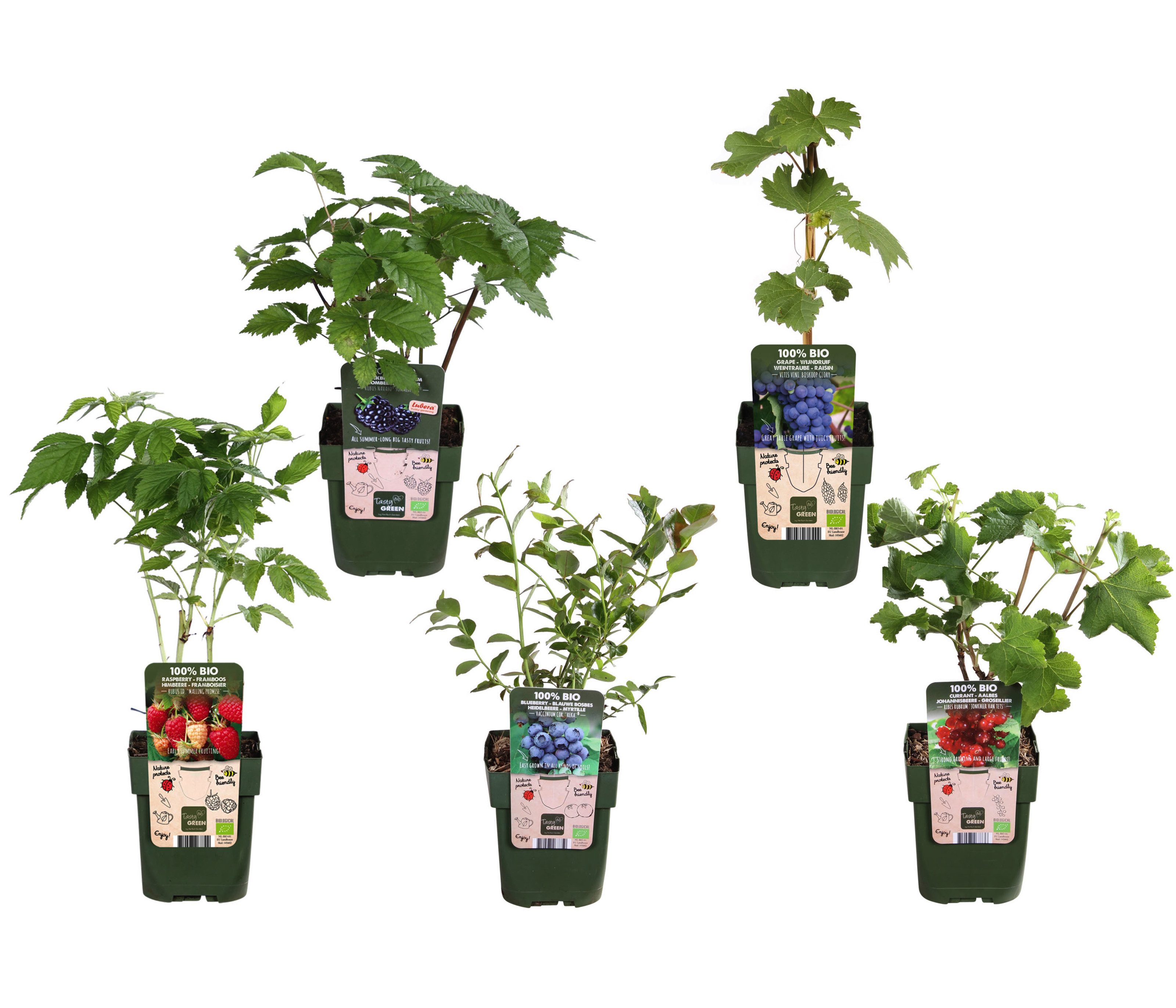 Dehner Obstpflanze Bio Pflanzenset Bunter Obstgarten, 5 Pflanzen, 40-50 cm, Ø Topf 13 cm, je 1 x Brombeere, Heidelbeere, Himbeere, Rote Johannisbeere, Traube