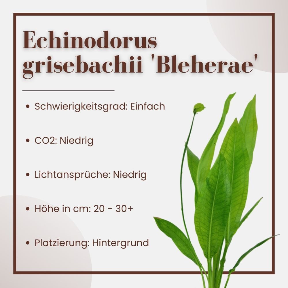 Aquaone Wasserpflanze Aquarium Pflanze Echinodorus bleheri im Topf Topf Nr. günstig online kaufen