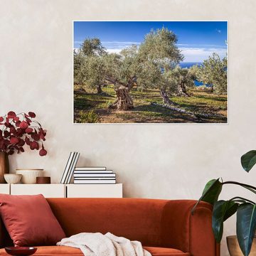 Posterlounge Poster Christian Müringer, Alte Olivenbäume auf Mallorca (Spanien), Fotografie