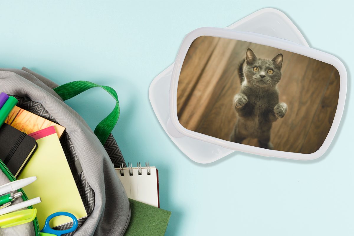 Kunststoff, Brotdose, - MuchoWow für Katzen Jungs Lunchbox Grau, Boden weiß Erwachsene, Mädchen Brotbox für (2-tlg), - und und Kinder