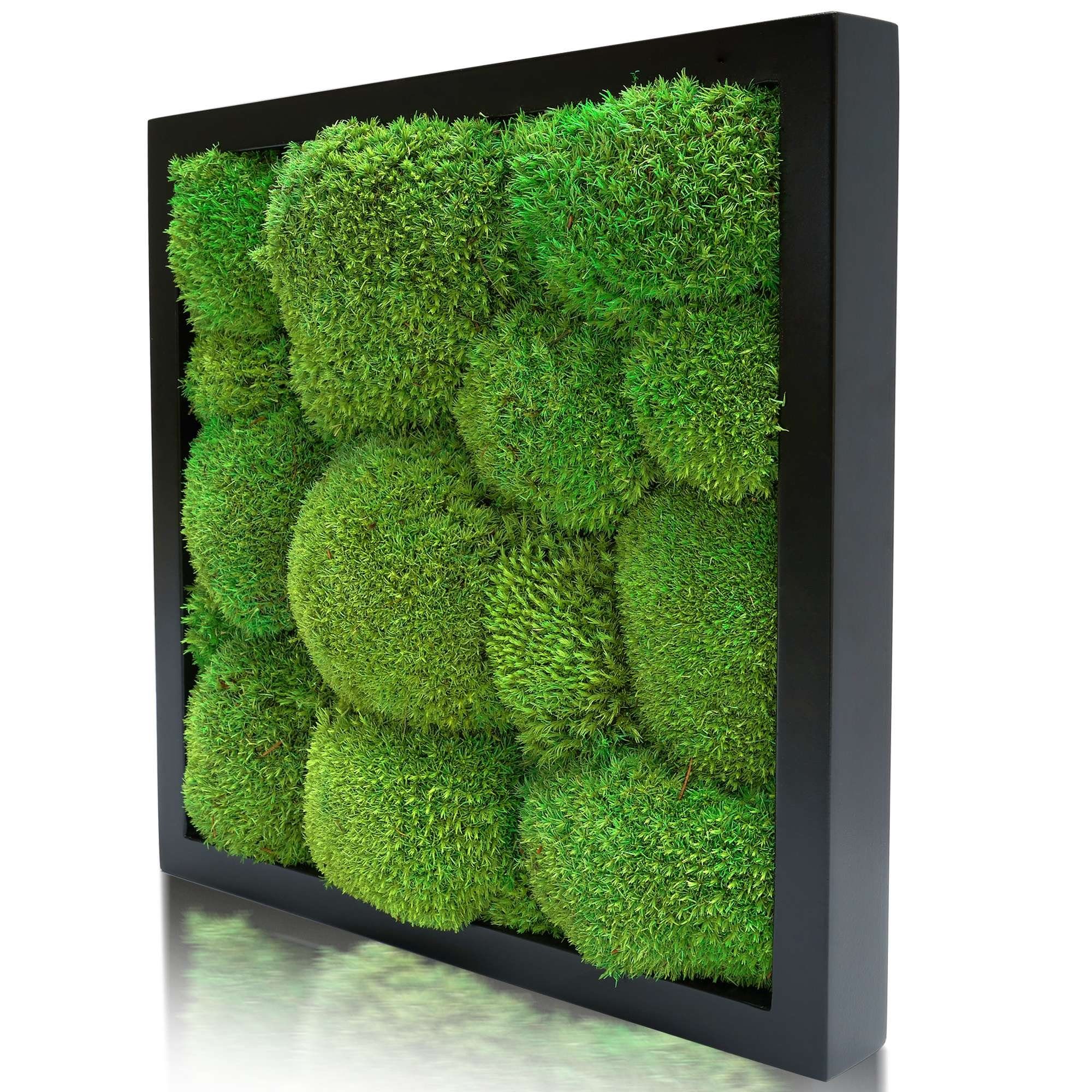 naturewalls Bild Moosbild Kugelmoos - Pflanzenbild günstig online kaufen