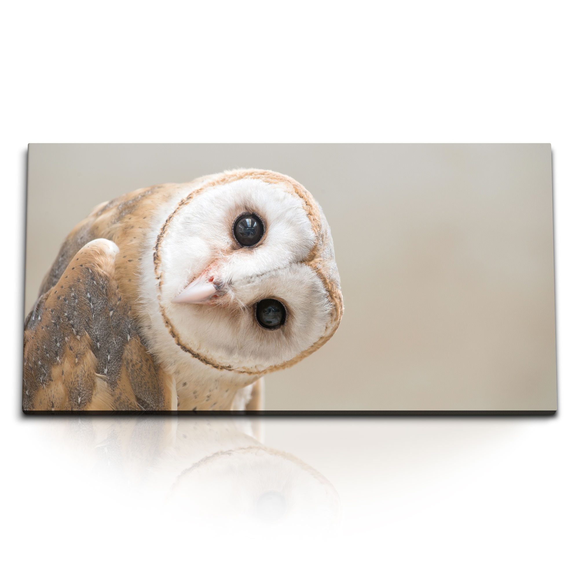 Leinwandbild Kunstdruck Bilder 120x60cm Schleiereule Eule Tierfotografie Vogel Port