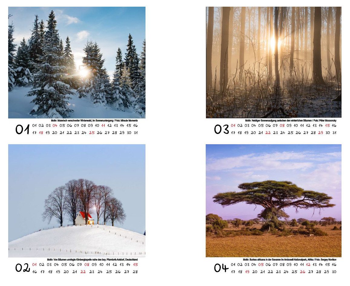 Seelenzauber Tischkalender Baumzauber Tischkalender 10cm x 10cm für 2026 Baum Bäume Wald