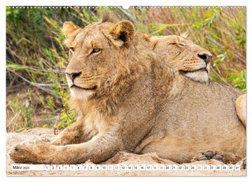 CALVENDO Wandkalender Südafrikas wilde Katzen (Premium, hochwertiger DIN A2 Wandkalender 2023, Kunstdruck in Hochglanz)