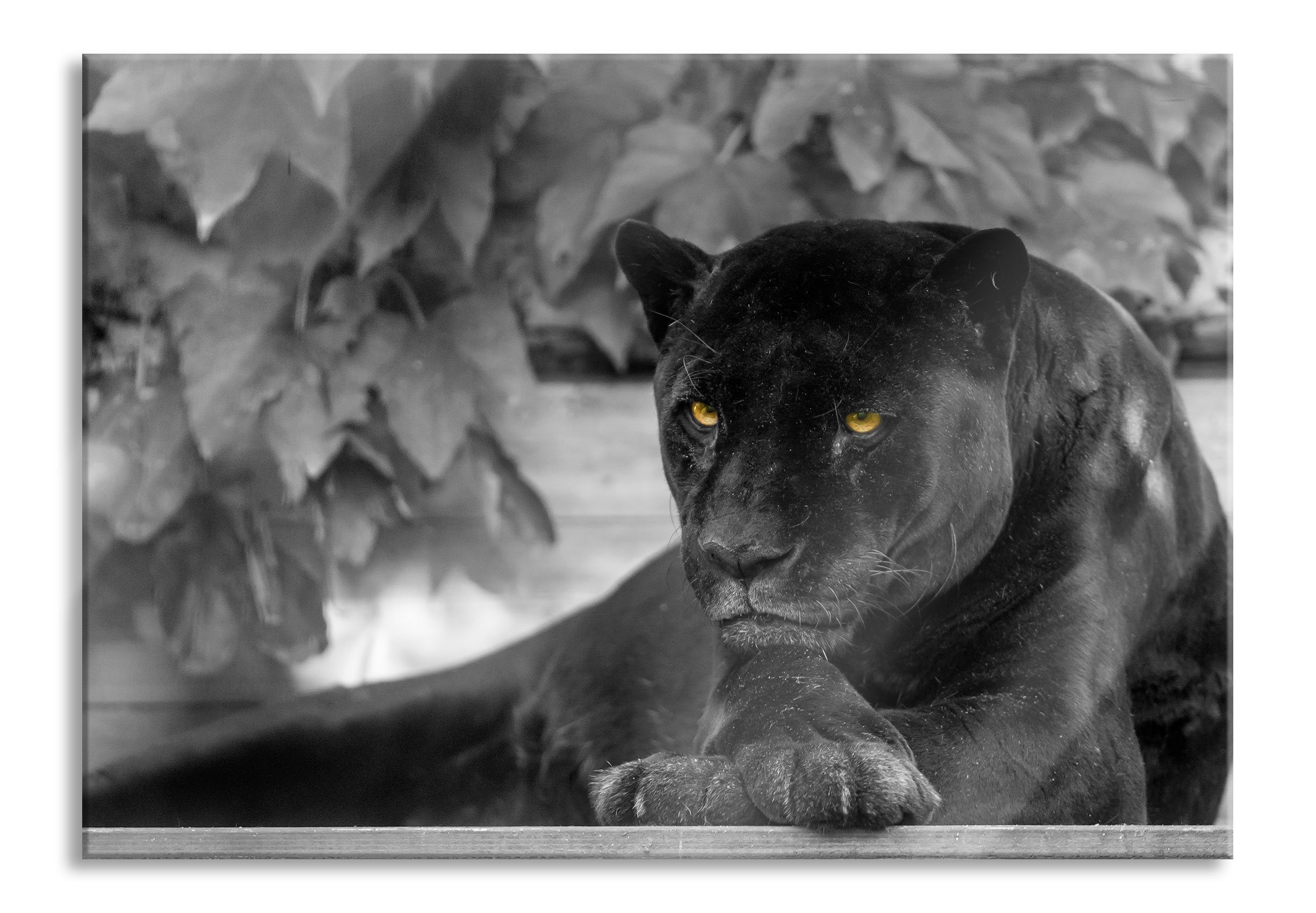 Pixxprint Glasbild schöner schwarzer Panther, schöner schwarzer Panther (1 St), Glasbild aus Echtglas, inkl. Aufhängungen und Abstandshalter