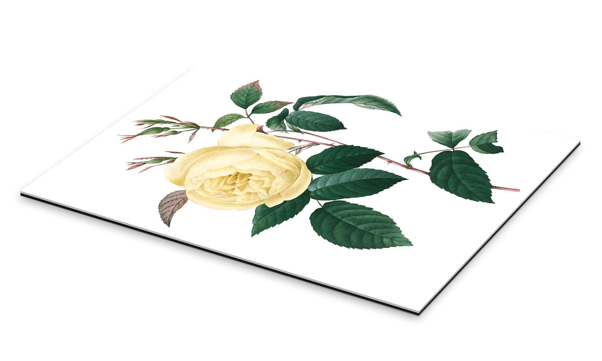 Posterlounge Wandbild Rosa indica, Pierre Joseph günstig online kaufen