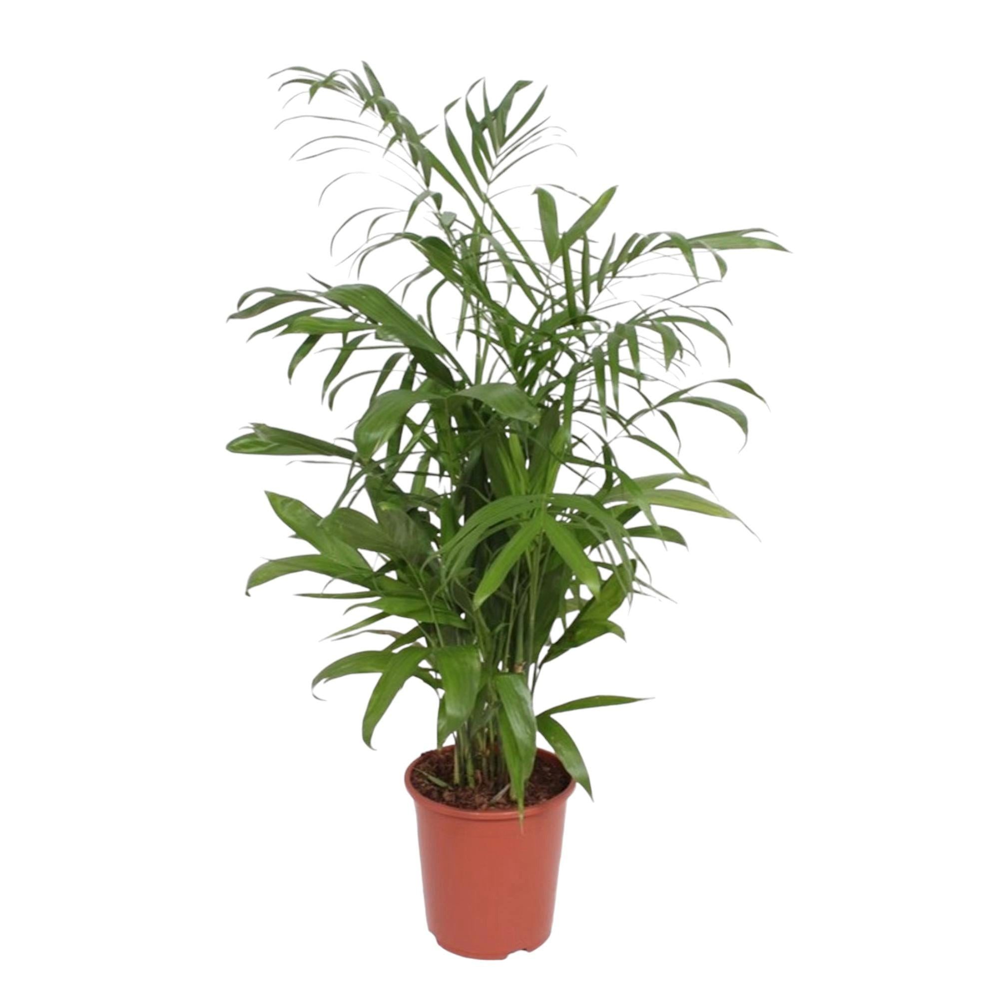 Florora Zimmerpflanze Chamaedorea Seifrizii – Bambuspalme – 140 cm – Topf 27 cm