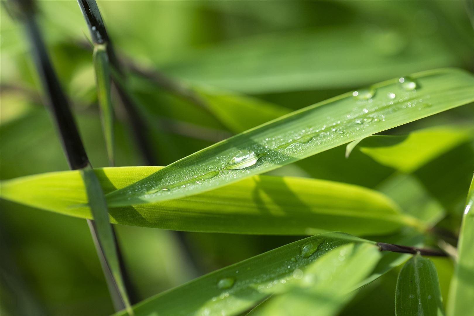 Pflanzen für Dich Hecken Fargesia nitida Black Pearl, 1 St., Schwarzer Bambus, Gartenbambus, dunkelhalme, winterhart