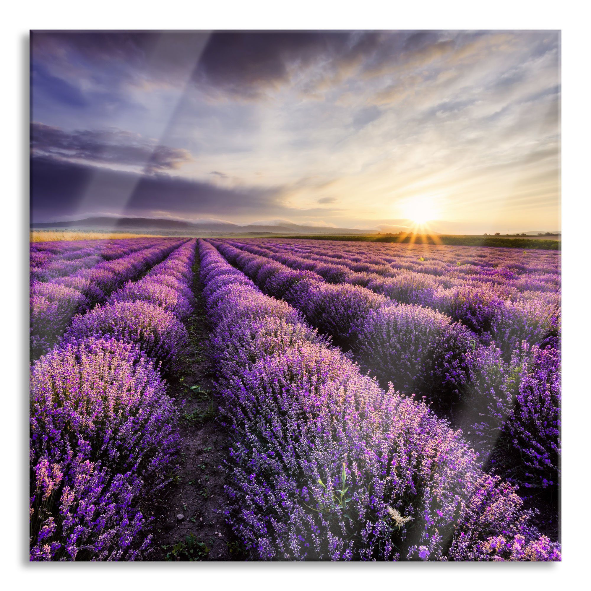 St), Glasbild Traumhafte Lavendel aus Echtglas, inkl. (1 und Abstandshalter Aufhängungen Lavendel Provence Glasbild Traumhafte Pixxprint Provence,