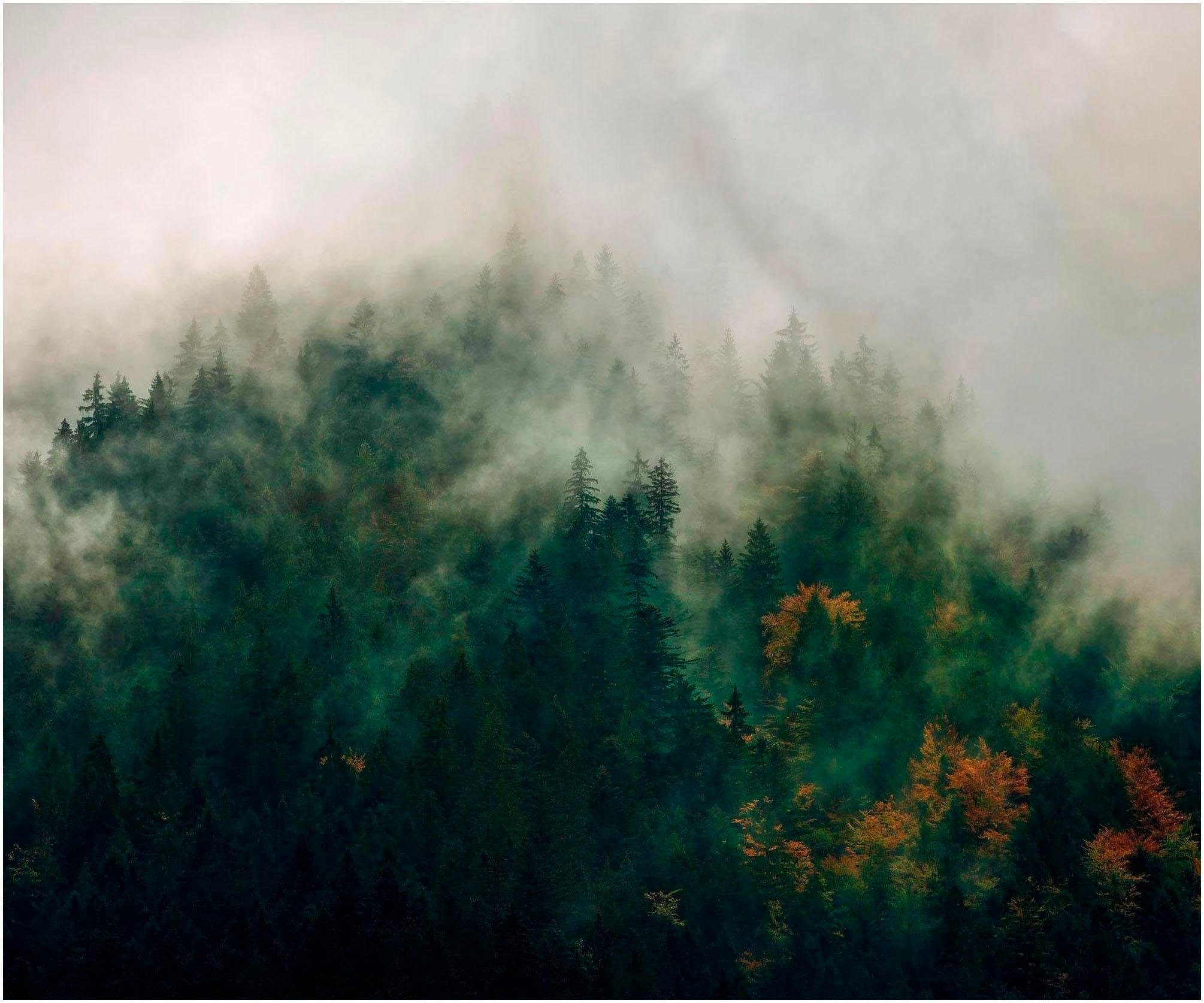 Komar Vliestapete, (1 St), (Breite x Höhe), Vliestapete, 100 cm Bahnbreite