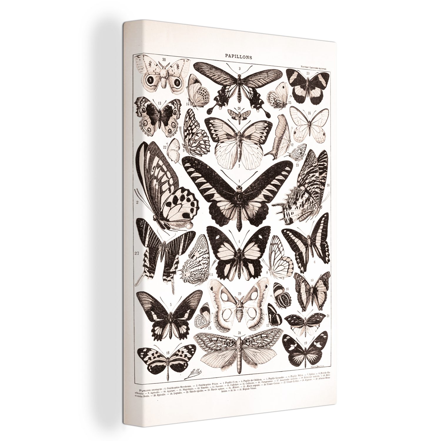 OneMillionCanvasses® Leinwandbild Schmetterling - Insekten - Tiere, (1 St), Leinwandbild fertig bespannt inkl. Zackenaufhänger, Gemälde, 20x30 cm