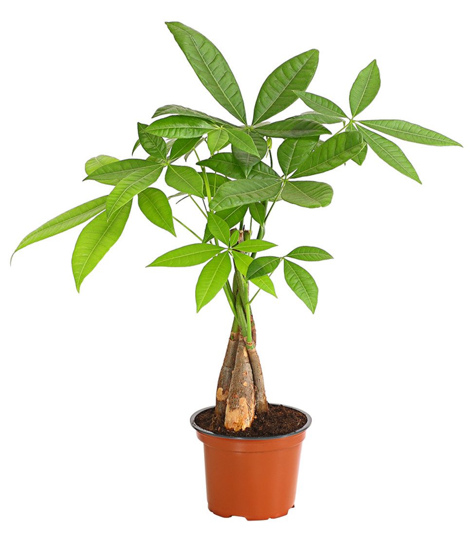 Dehner Zimmerpflanze Glückskastanie, Pachira aquatica, mit geflochtenem Sta günstig online kaufen