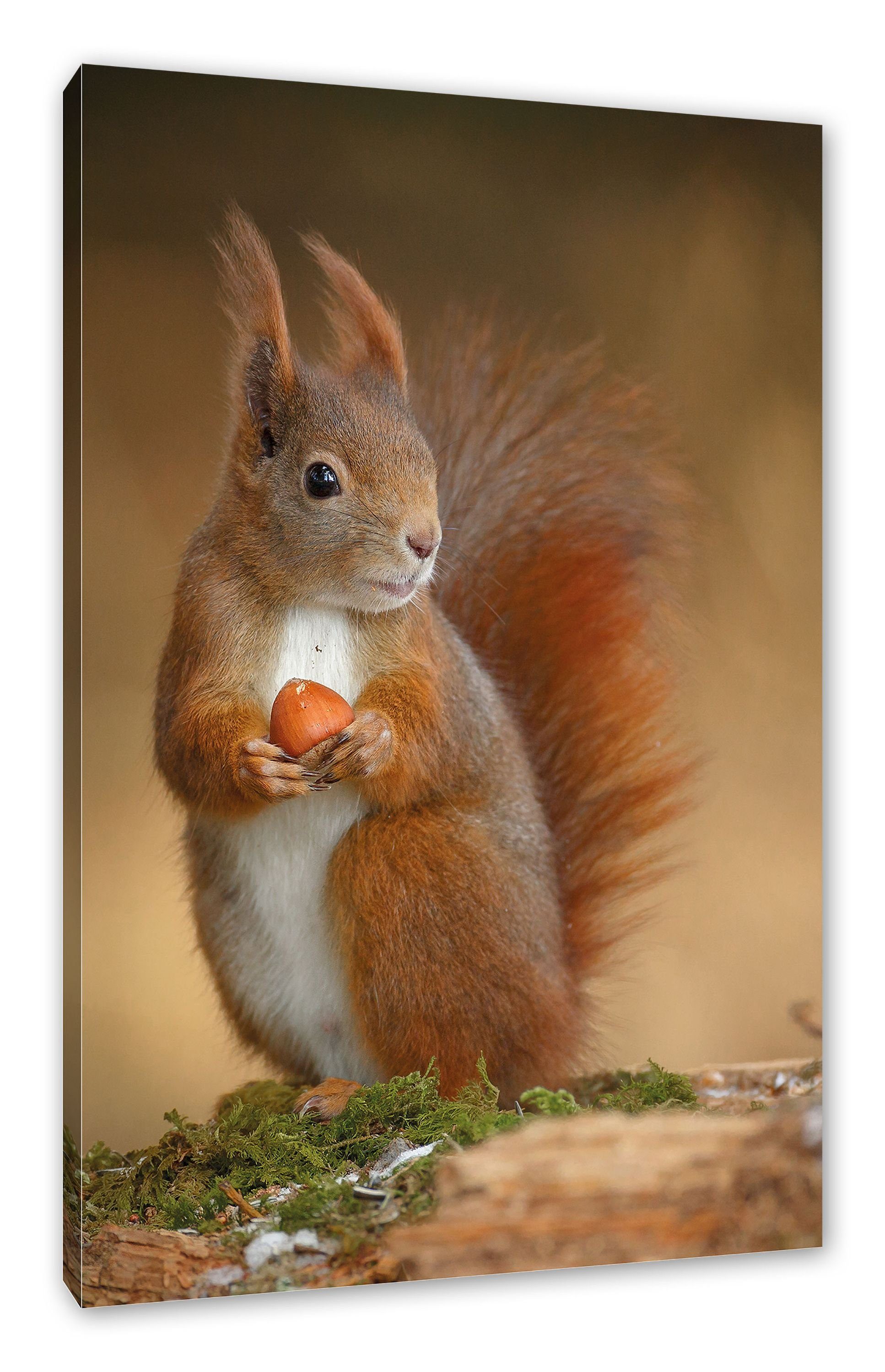 Pixxprint Leinwandbild Freches Eichhörnchen mit Nuss, Freches Eichhörnchen mit Nuss (1 St), Leinwandbild fertig bespannt, inkl. Zackenaufhänger