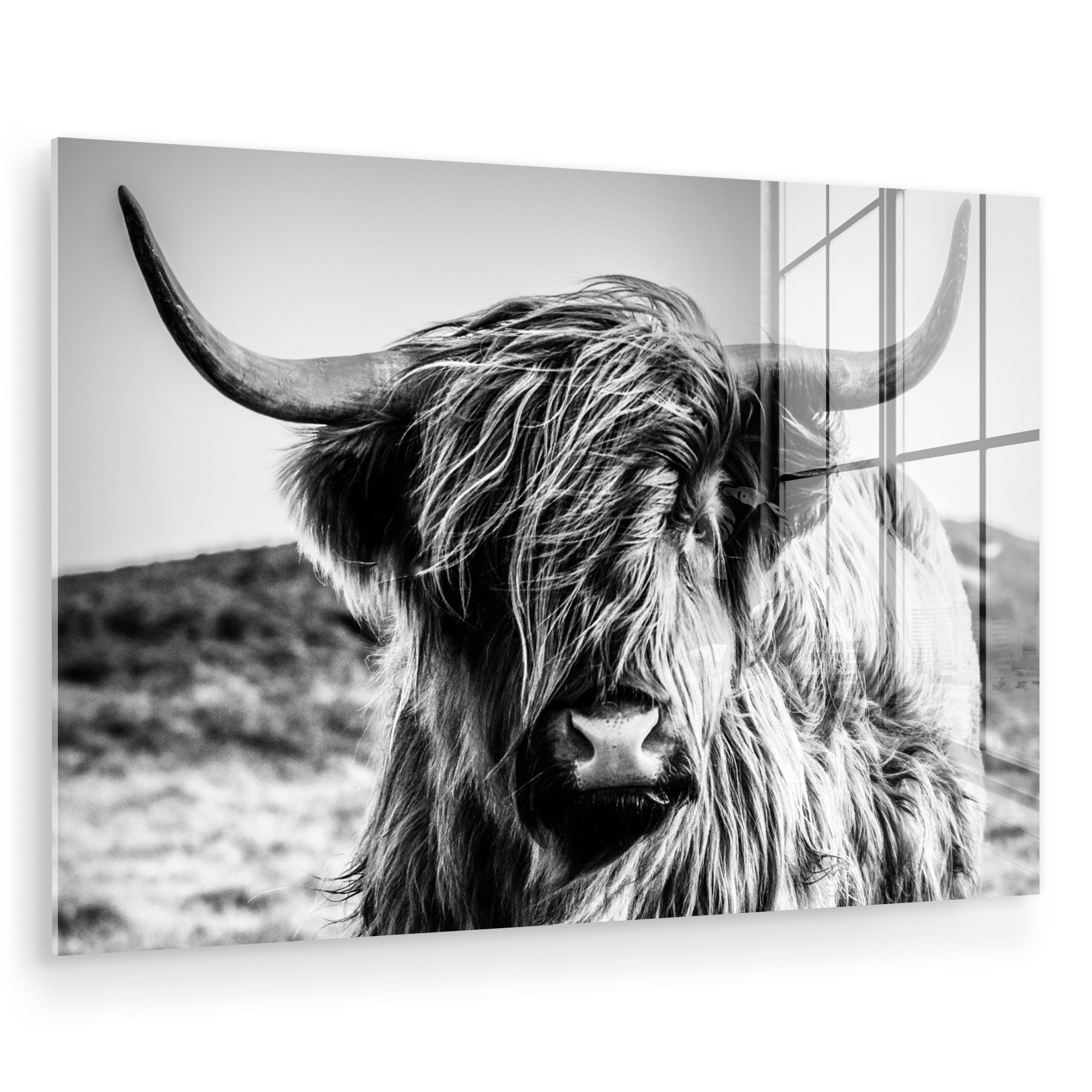 MuchoWow Acrylglasbild Schottischer Highlander - Natur günstig online kaufen