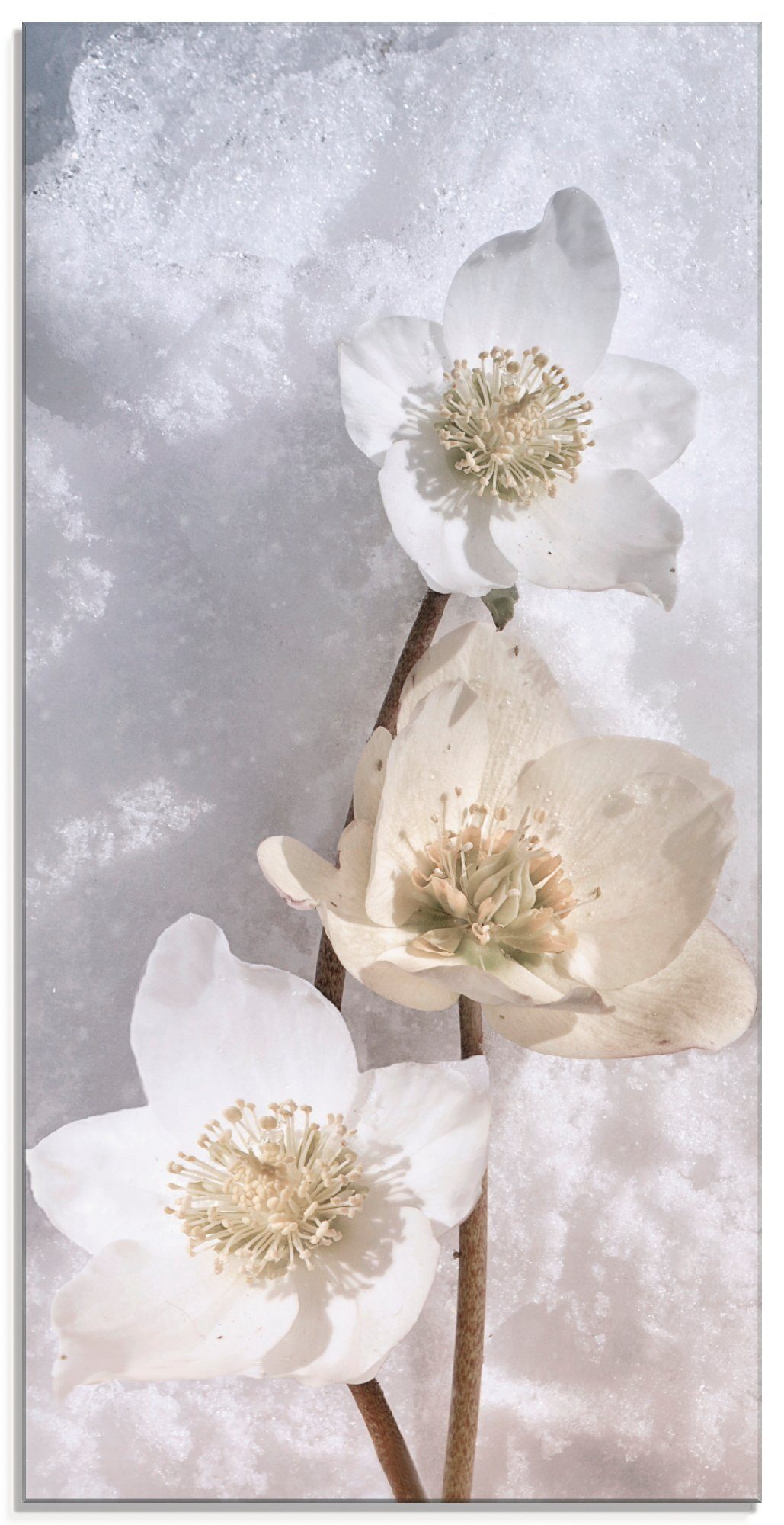 Artland Glasbild Christrose im St), Blumen Schnee, verschiedenen (1 in Größen