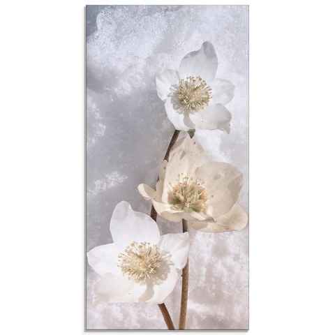 Artland Glasbild Christrose im Schnee, Blumen (1 St), in verschiedenen Größen